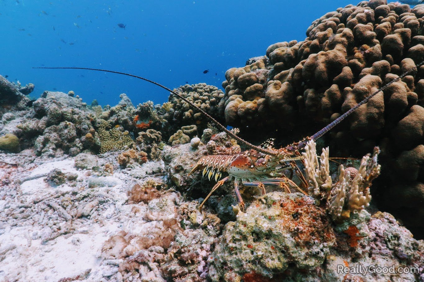 Lobster we saw while snorkeling in Klein Bonaire