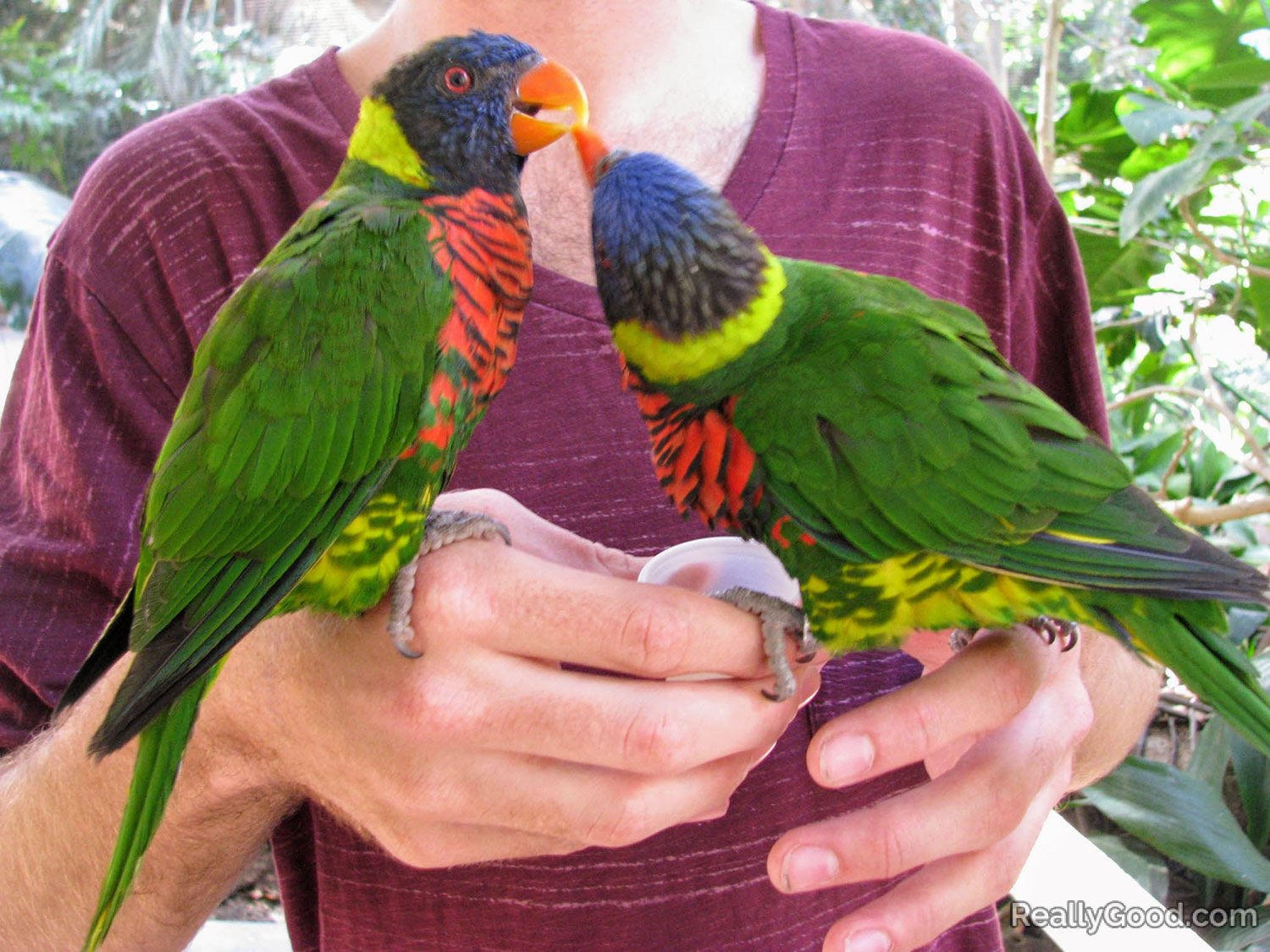 Lorikeets