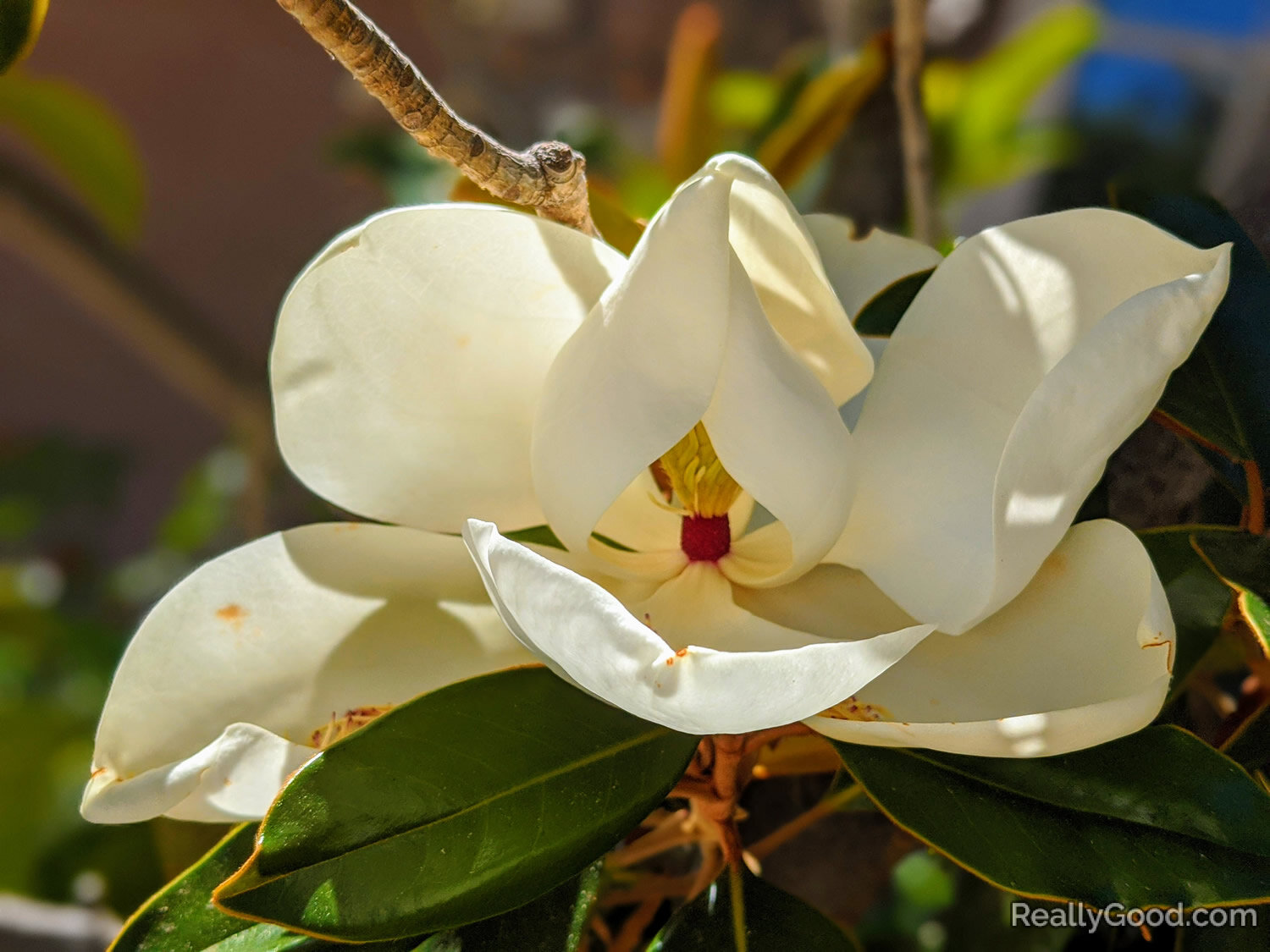 Magnolia