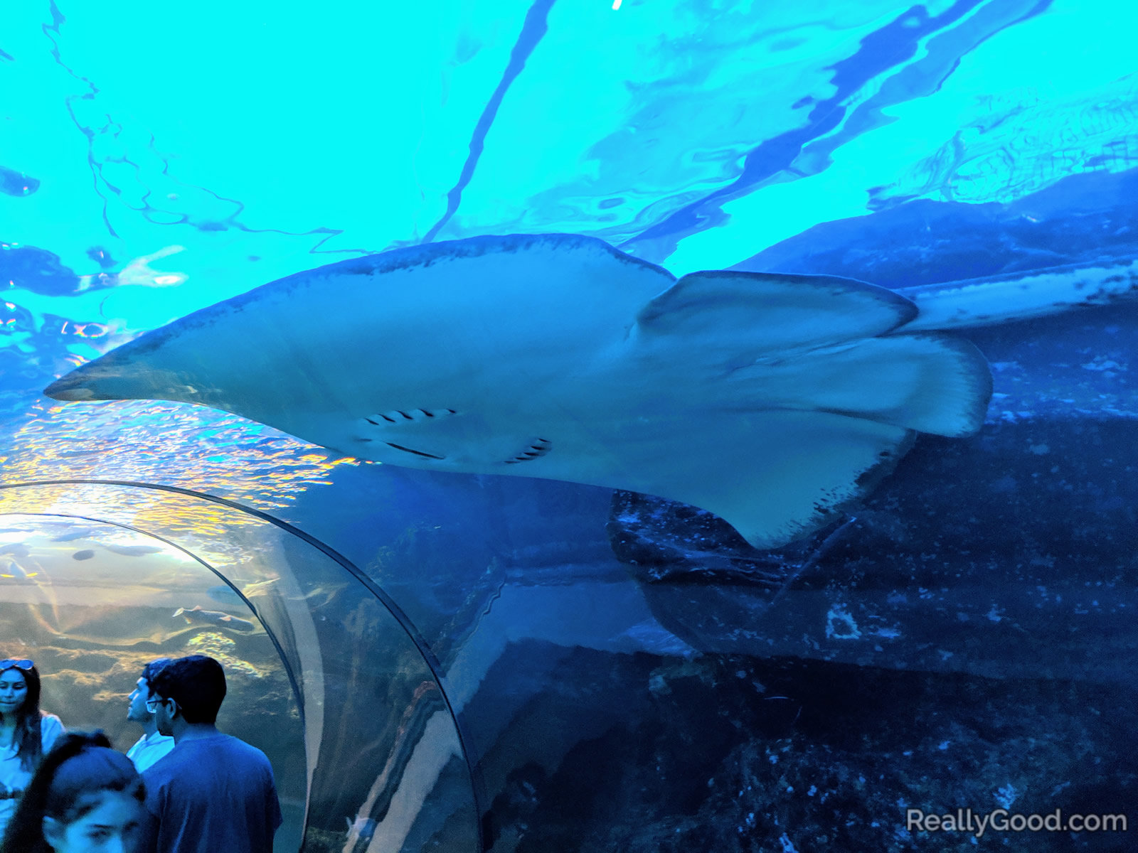 Maui Ocean Center