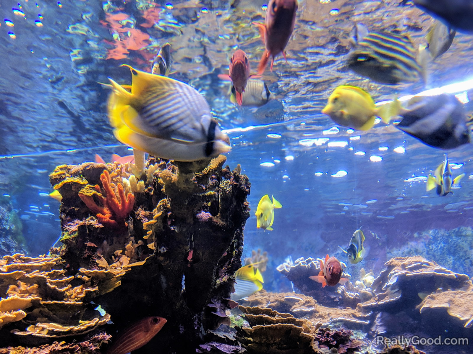 Maui Ocean Center