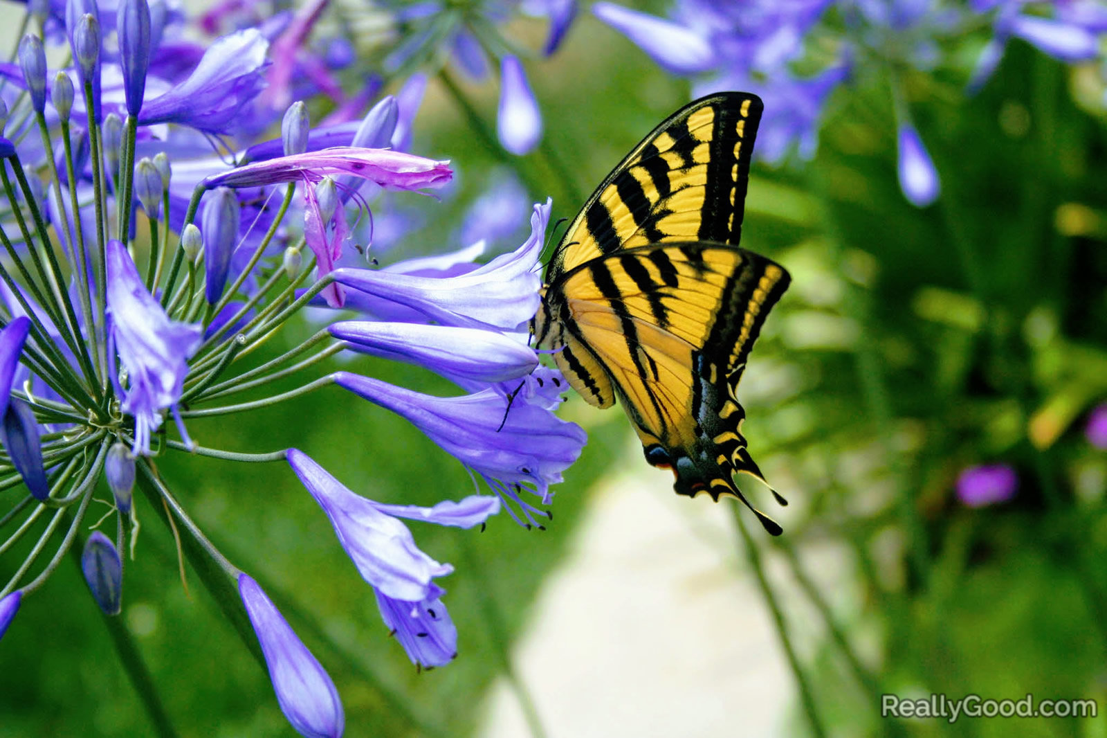 Old world swallowtail butterfly