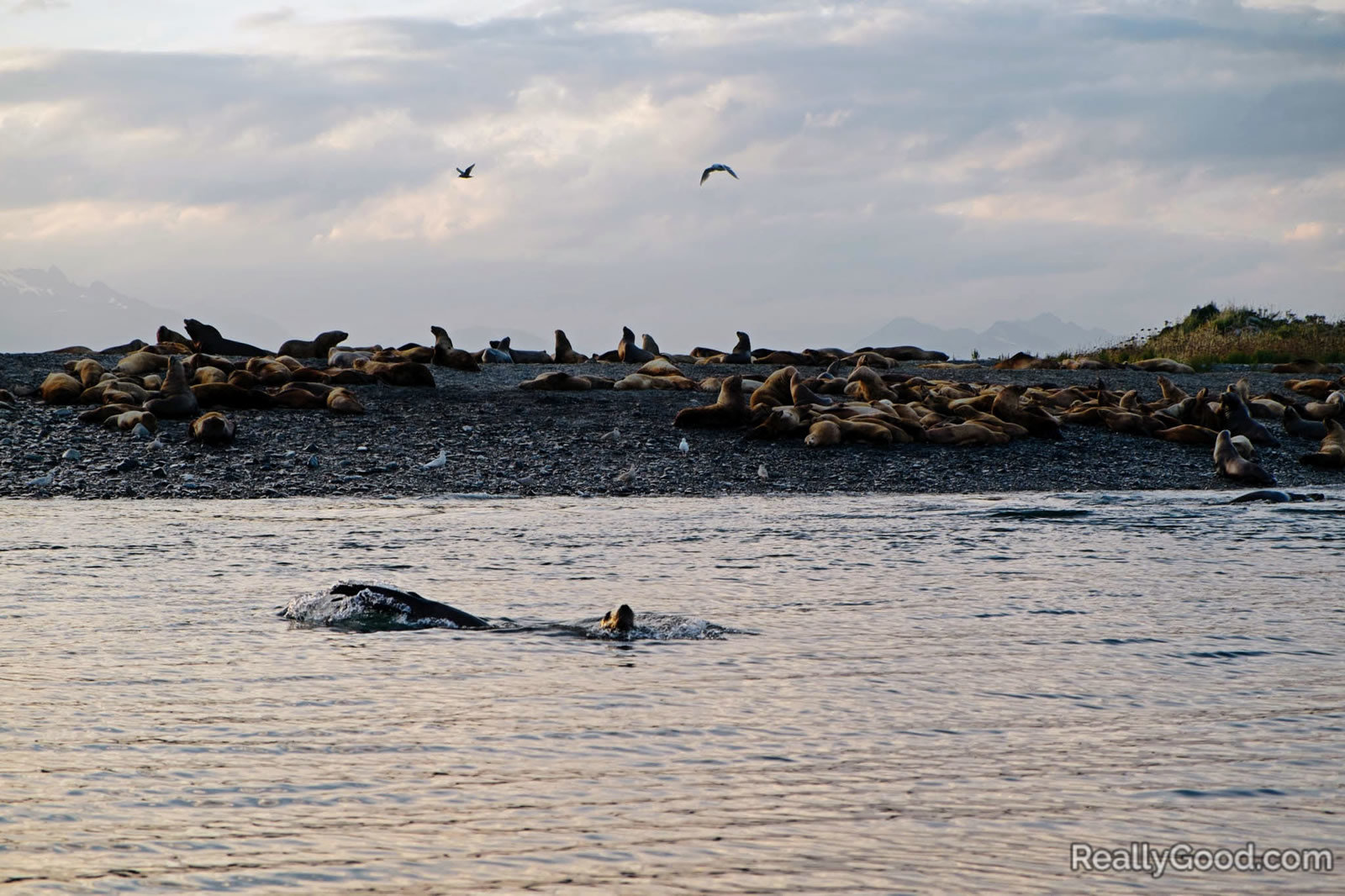 Pinnipeds