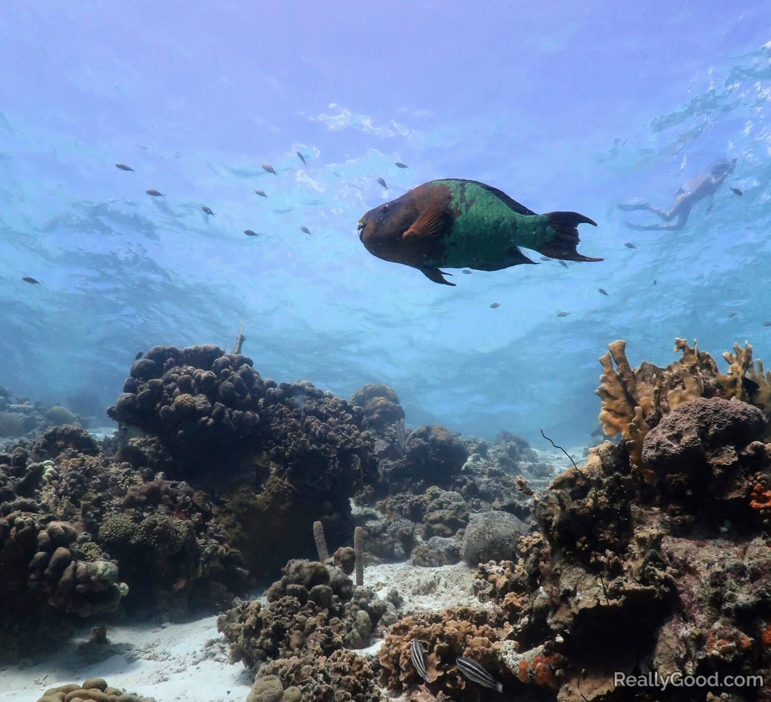 Rainbow parrotfish