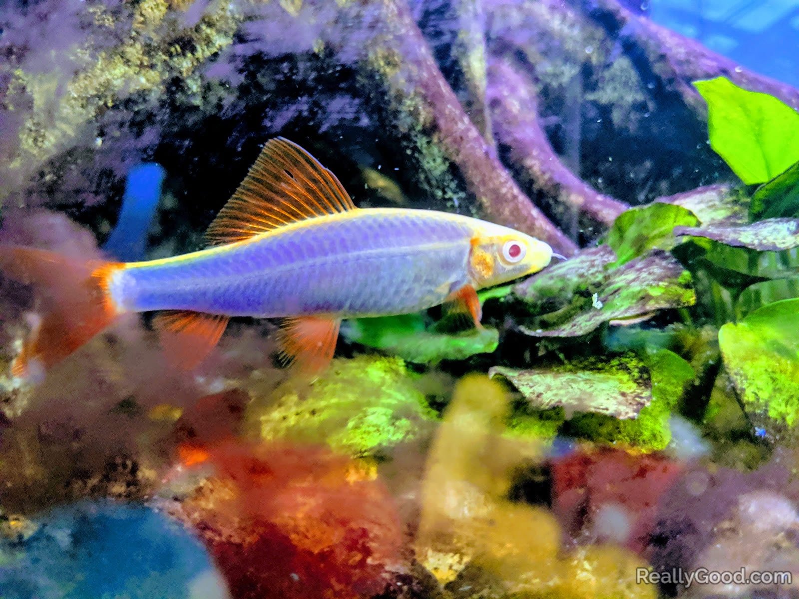 Rainbow shark