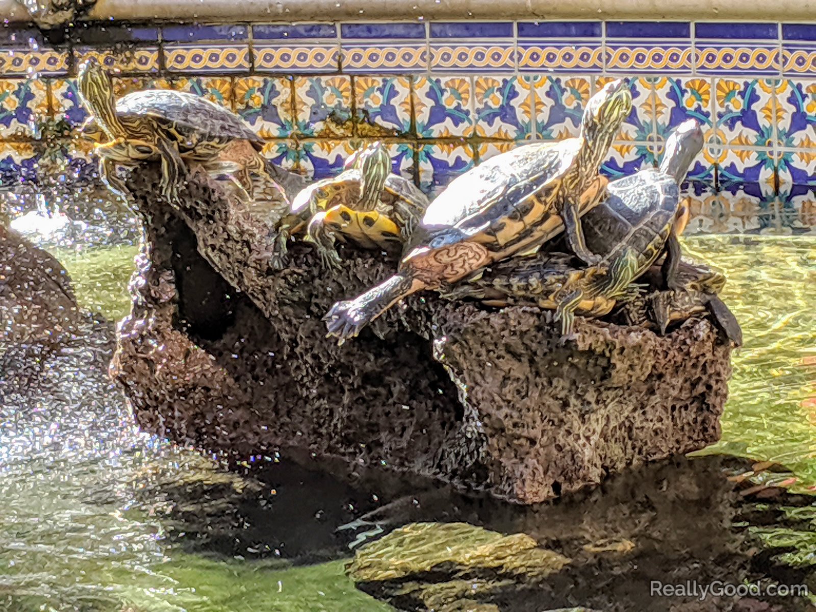 Red eared sliders