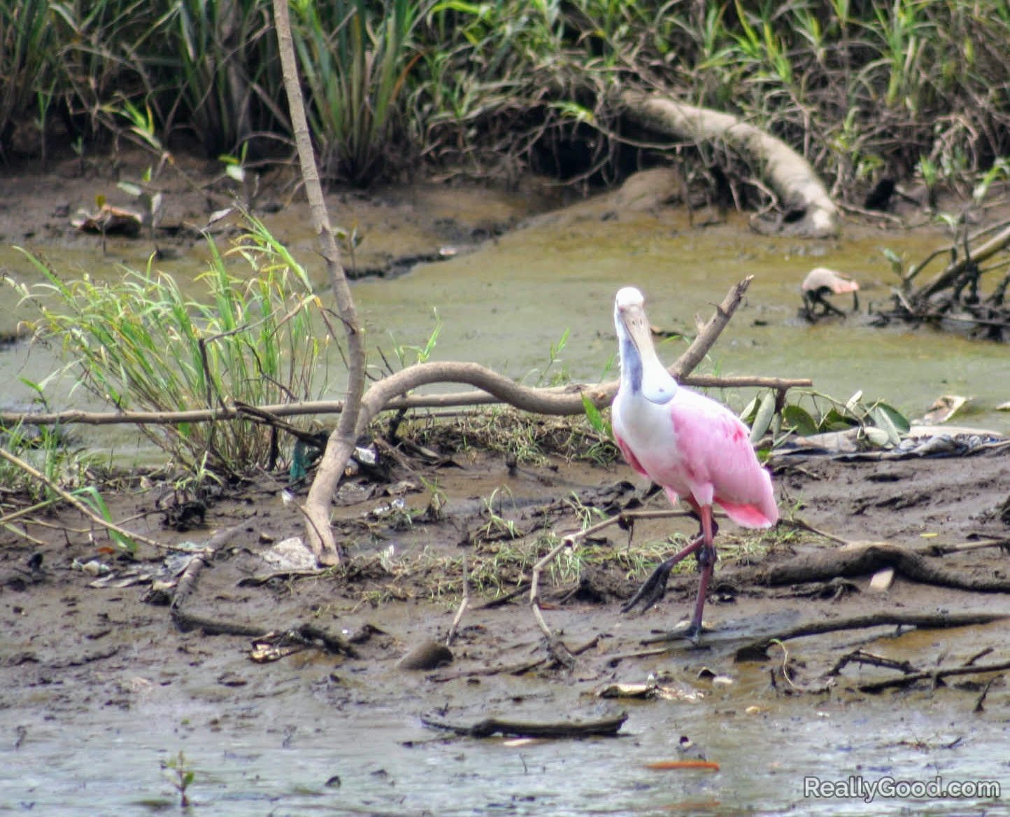 Roseate spoonbill