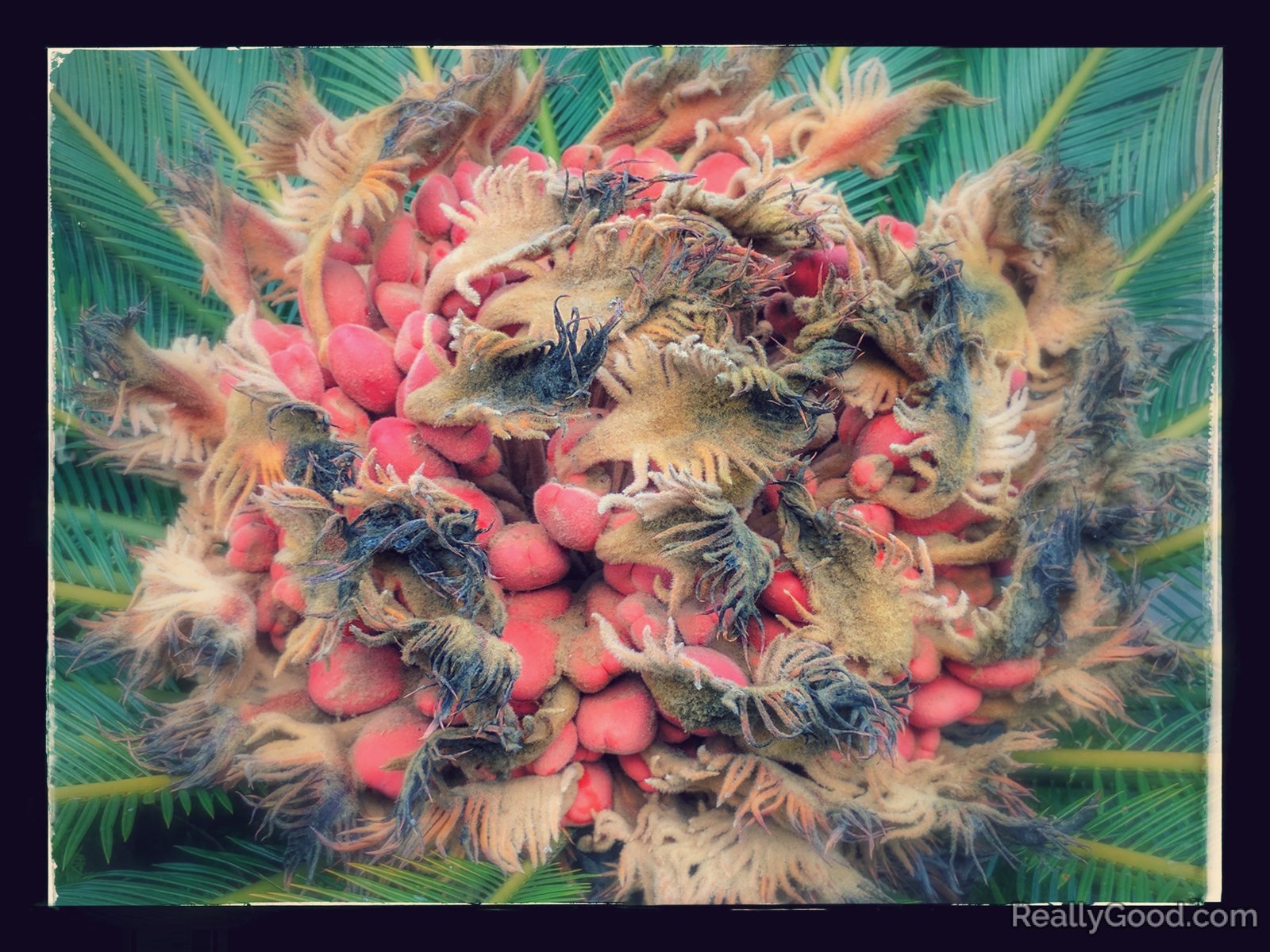 Sago palm flower