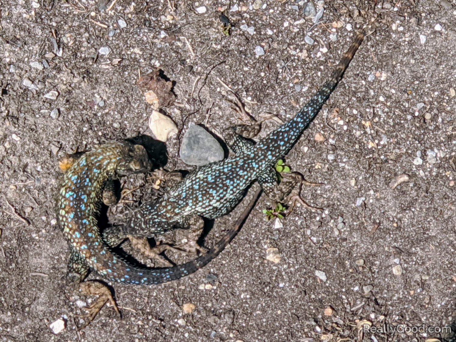 Sceloporus occidentalis longpipes