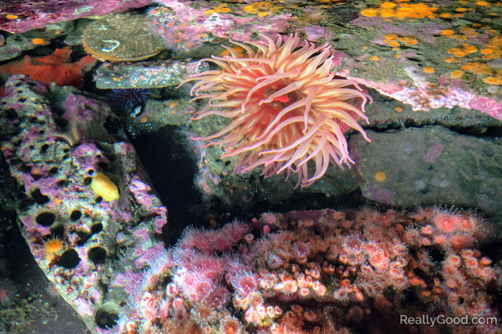 Sea anemone