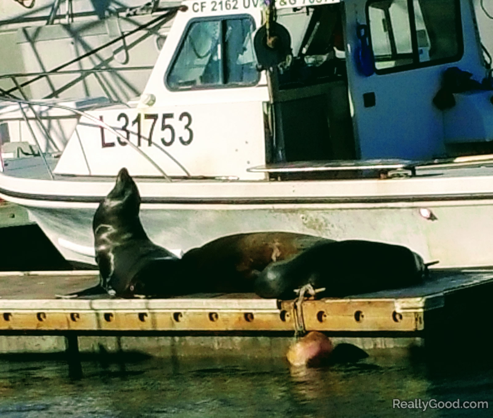 Sea lions