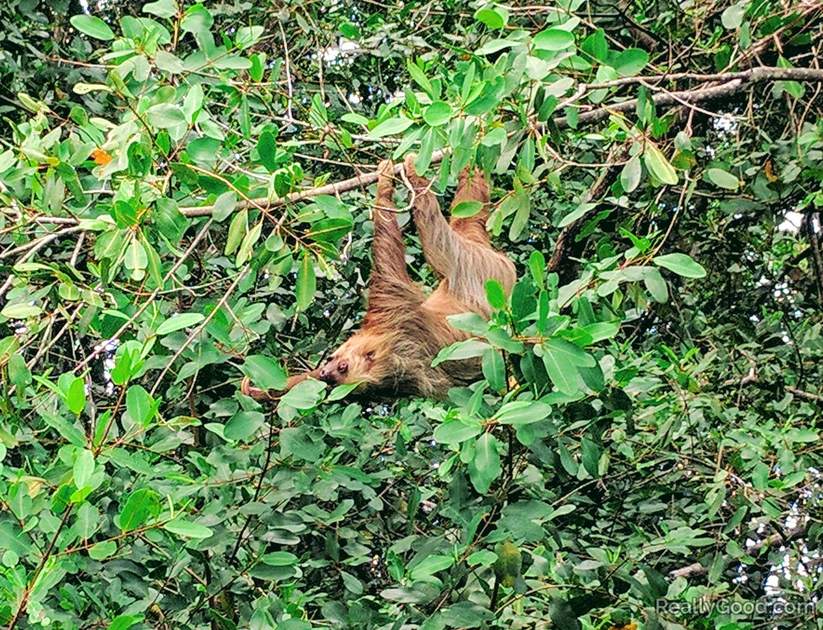 Sloth in Limón Province, Moín, Costa Rica