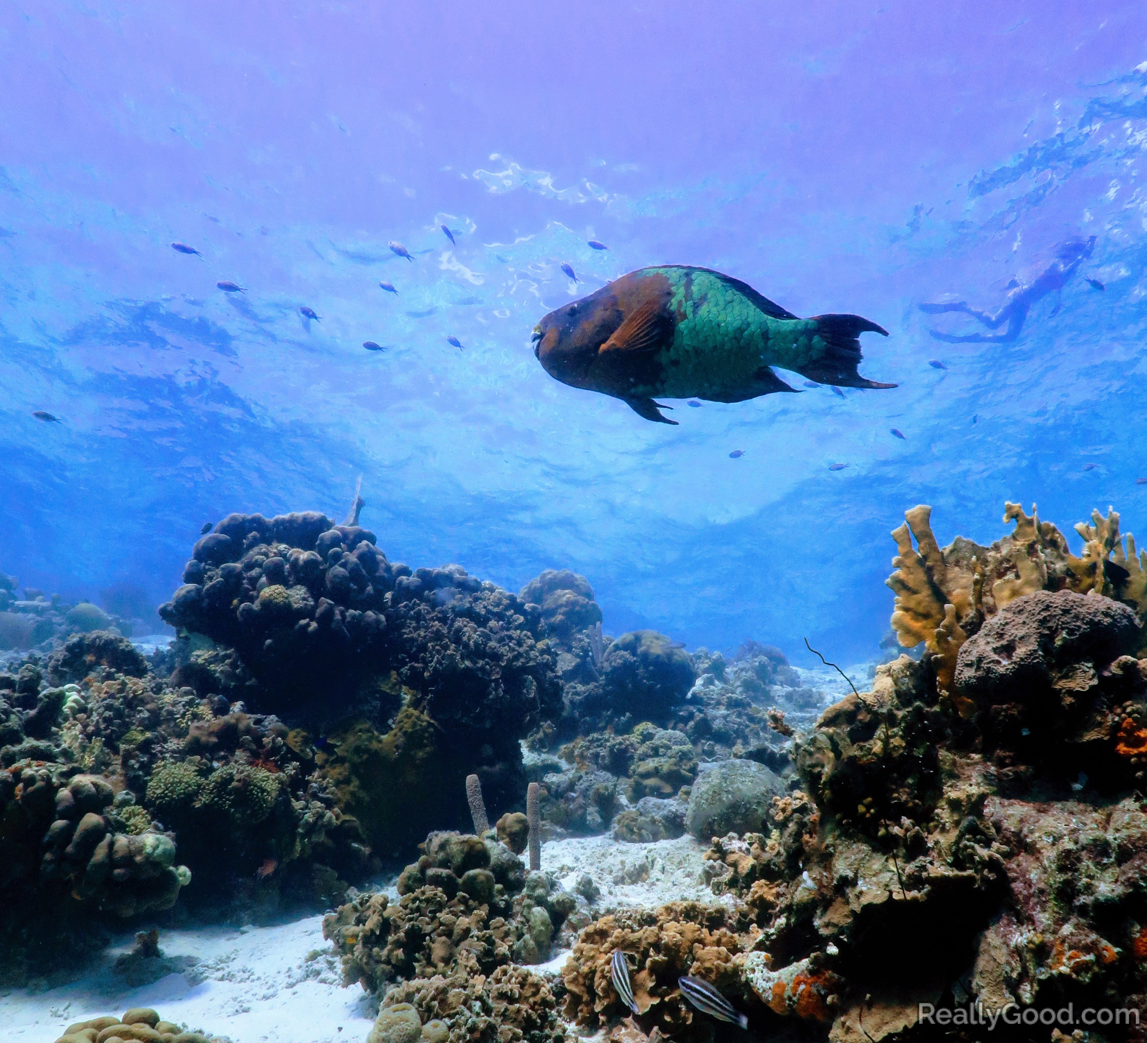 Snorkeling at Klein Bonaire