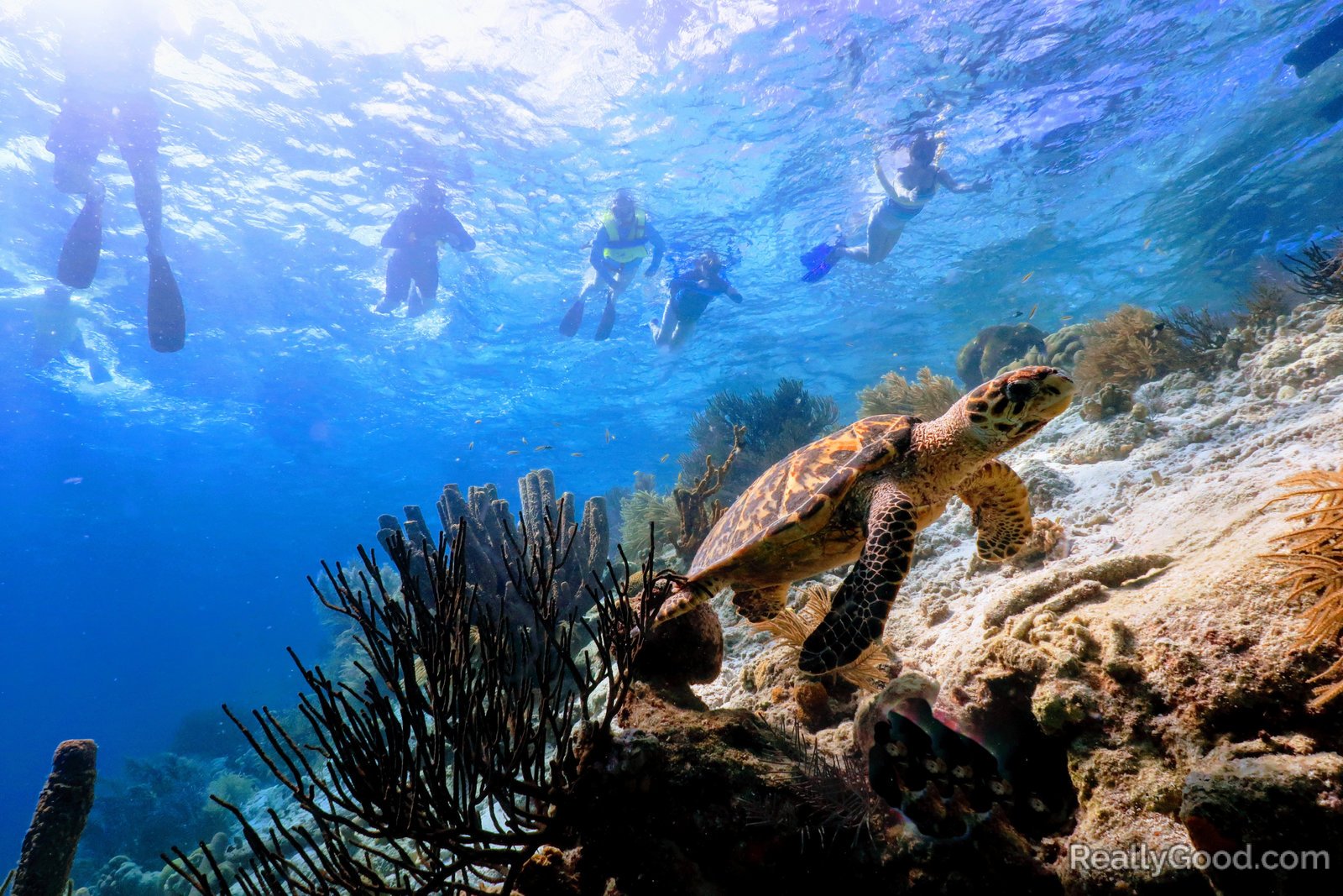 Snorkeling with a Hawksbill sea turtle in Klein Bonaire