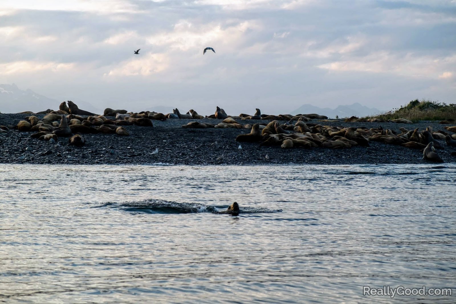 Steller sea lions