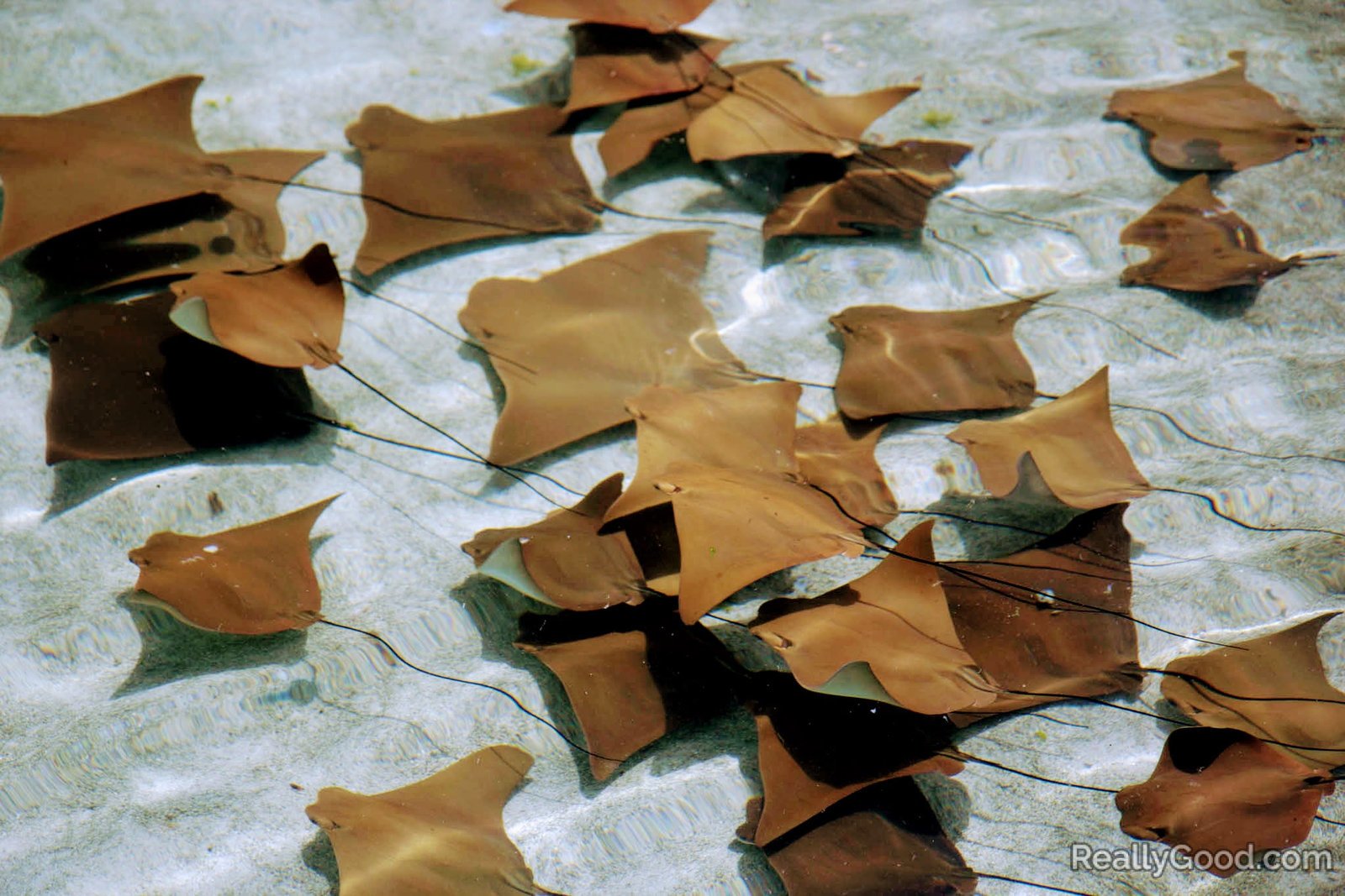 Stingray Lagoon at Atlantis - Paradise Island Bahamas