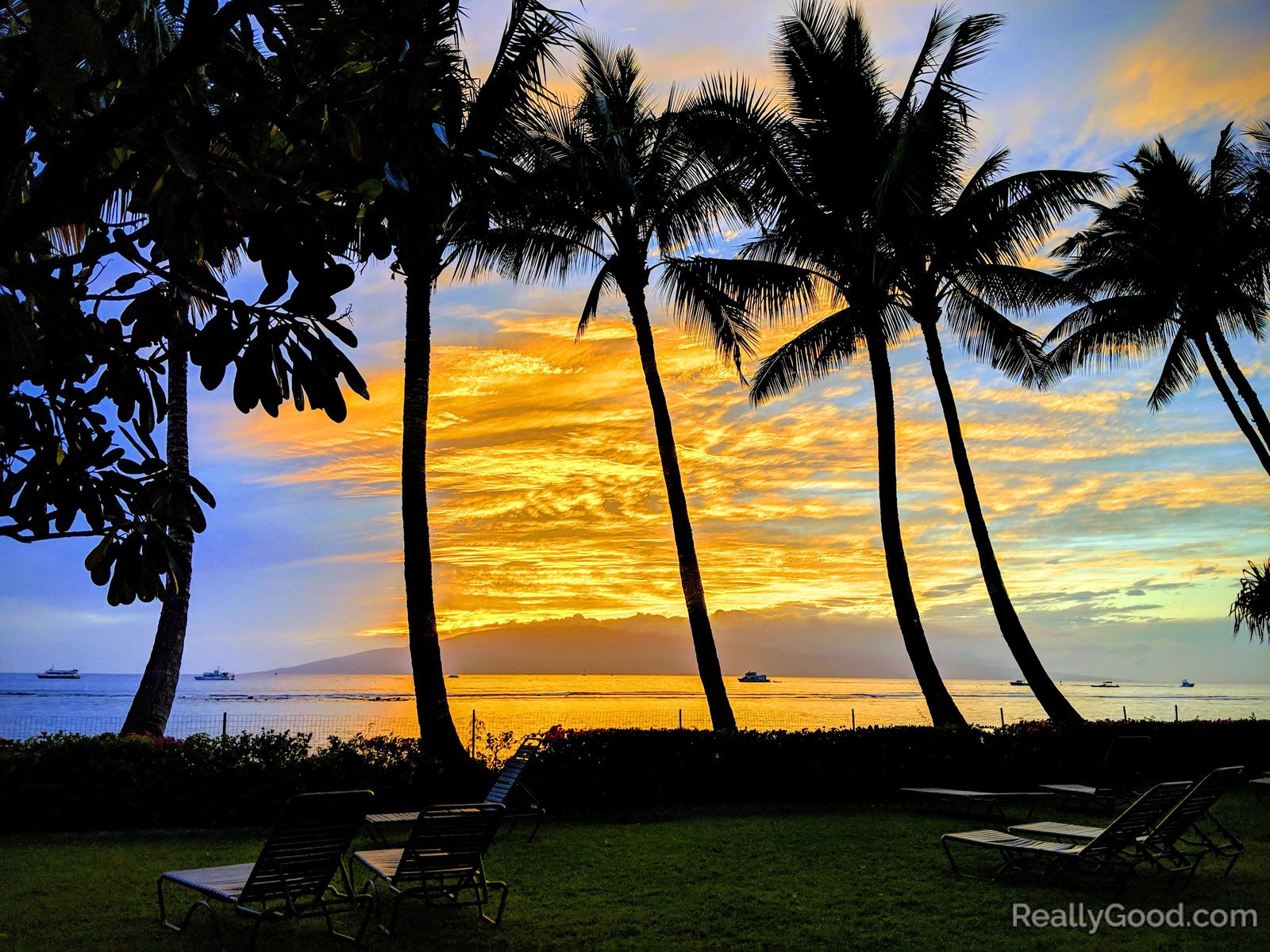 Sunset through the palm trees