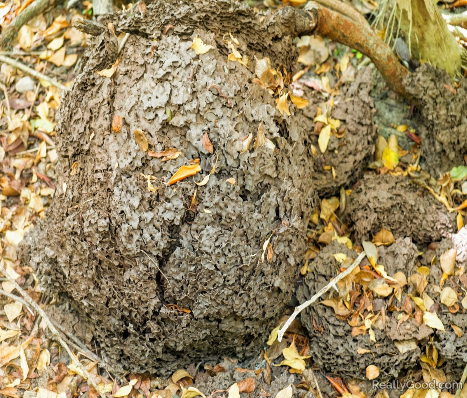Termite nest