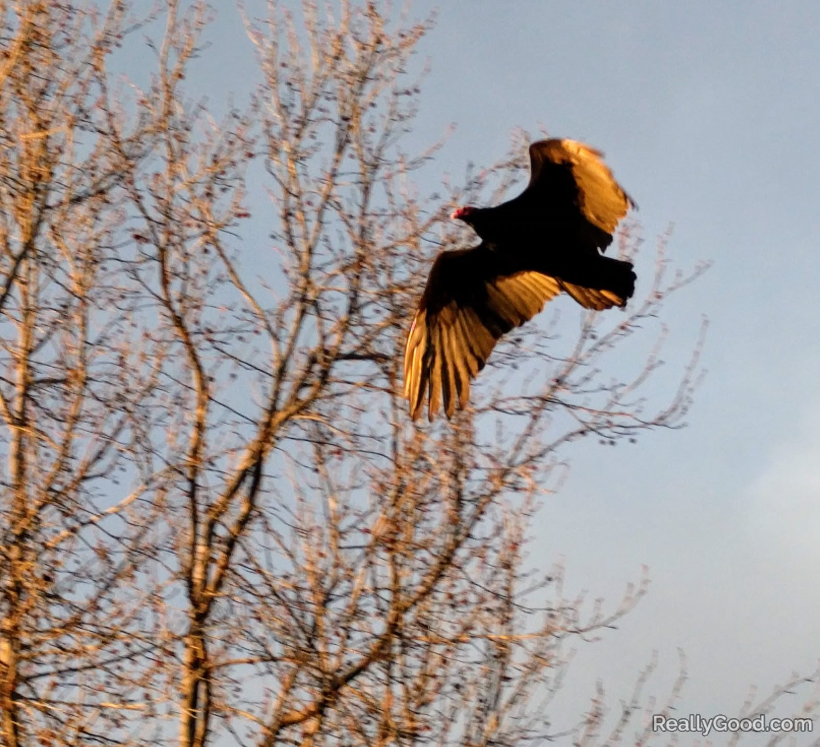 Turkey Vulture