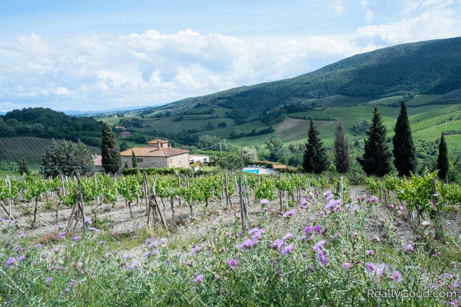 Tuscan vineyard, Italy