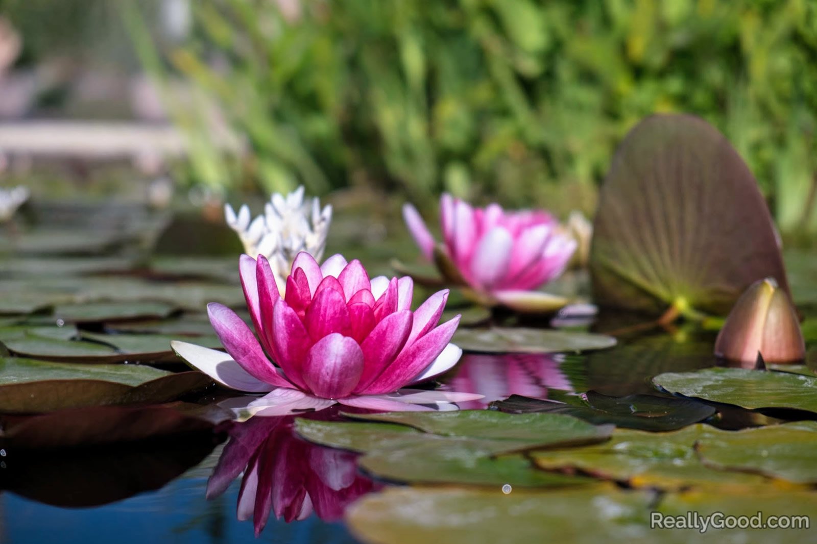 Water lily