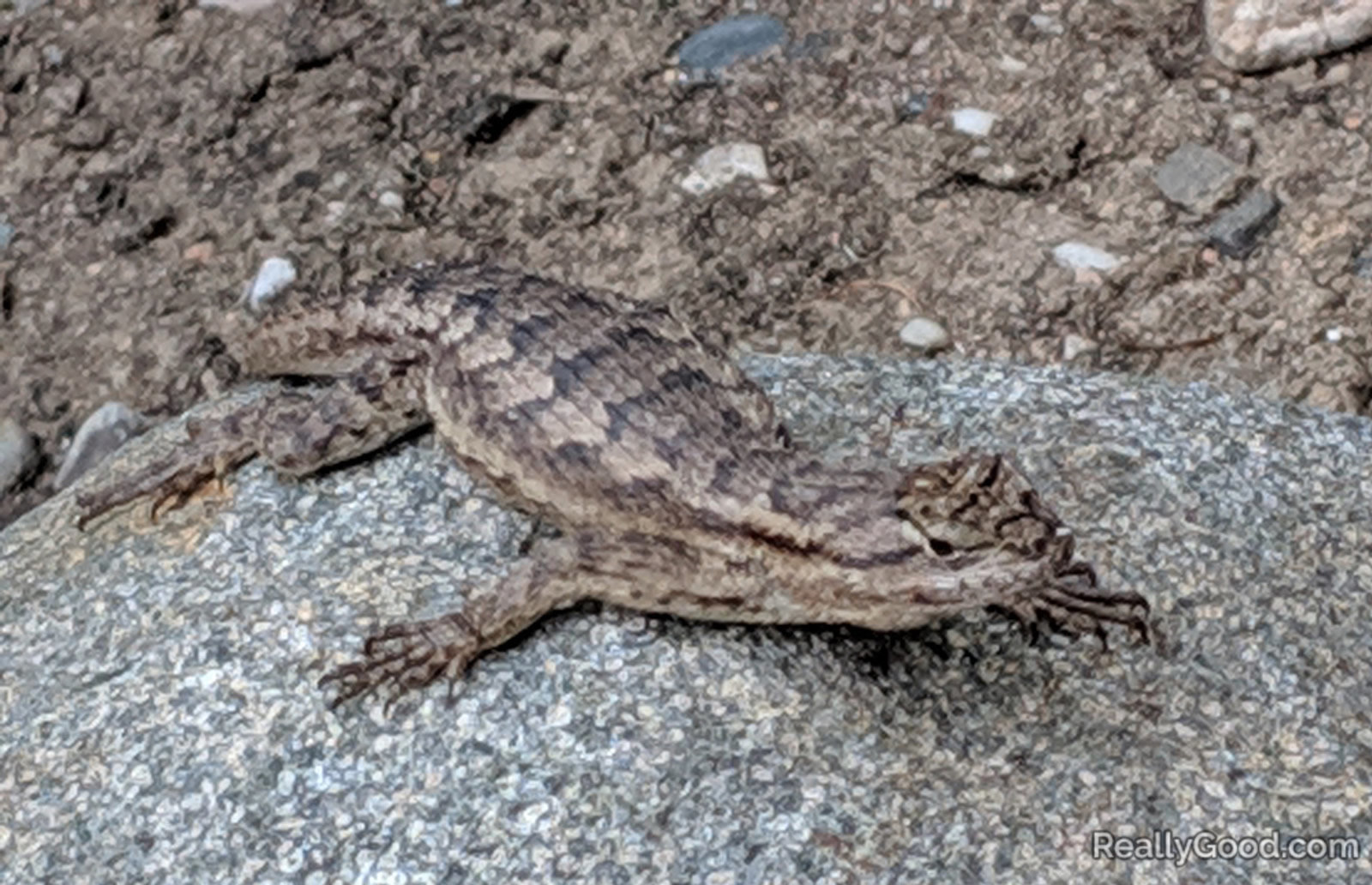 Western fence lizard