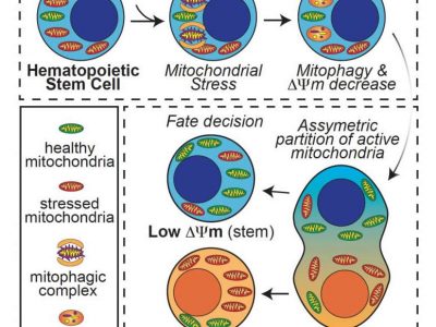 Vitamin B3 analogue boosts production of blood cells