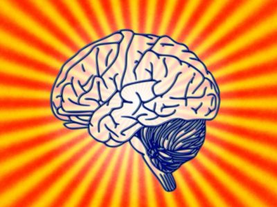 Your brain anatomy may play a role in determining your food choices