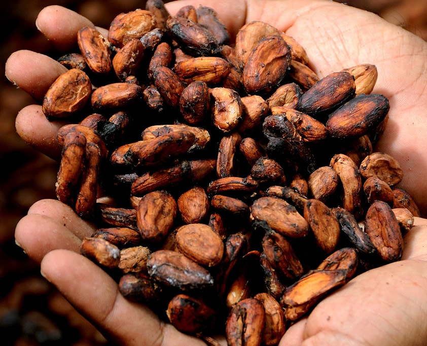 cocoa flavanols