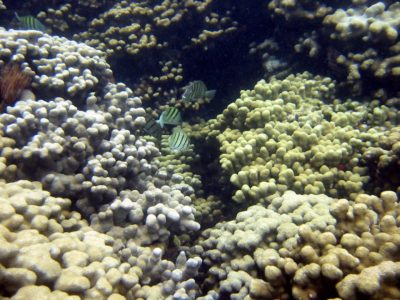 New study measures UV-filters in seawater and corals from Hawaii