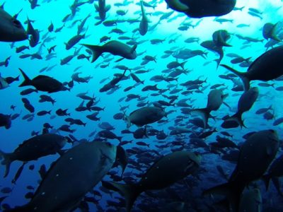 Marine protected reserves do more than restore fish