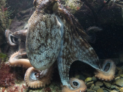 Envisioned ‘octopus farms’ would have far-reaching and detrimental environmental impact