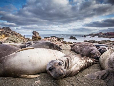 Eleven seal species narrowly escaped extinction