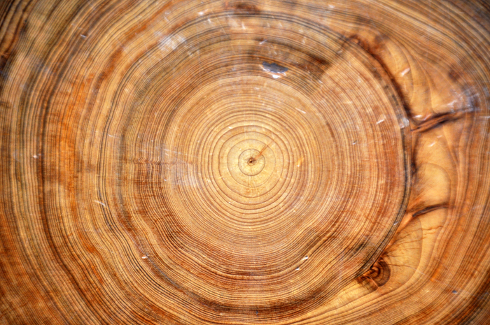 tree ring