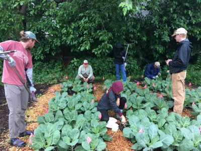 What do gardens bring to urban ecosystems?